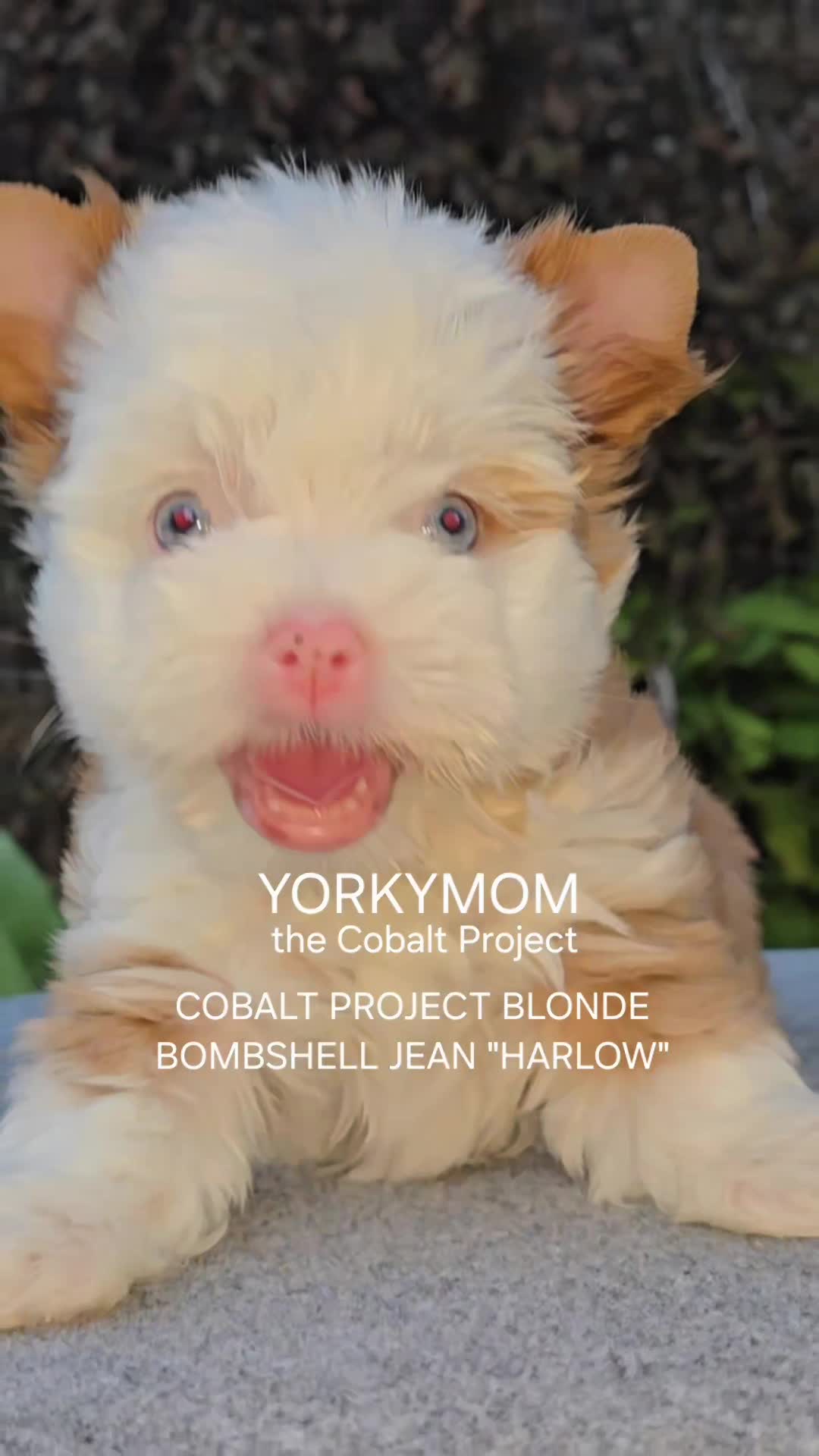 @theYorkymom