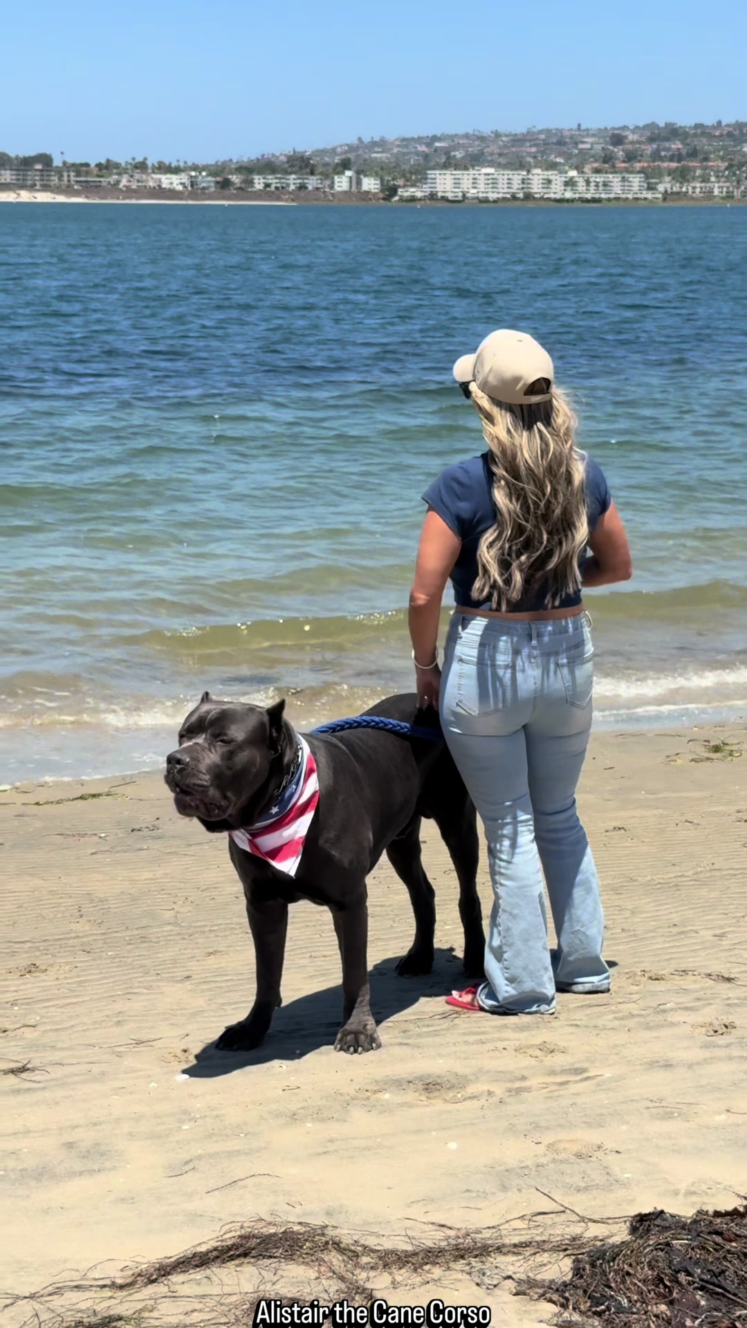 @Alistair the Cane Corso