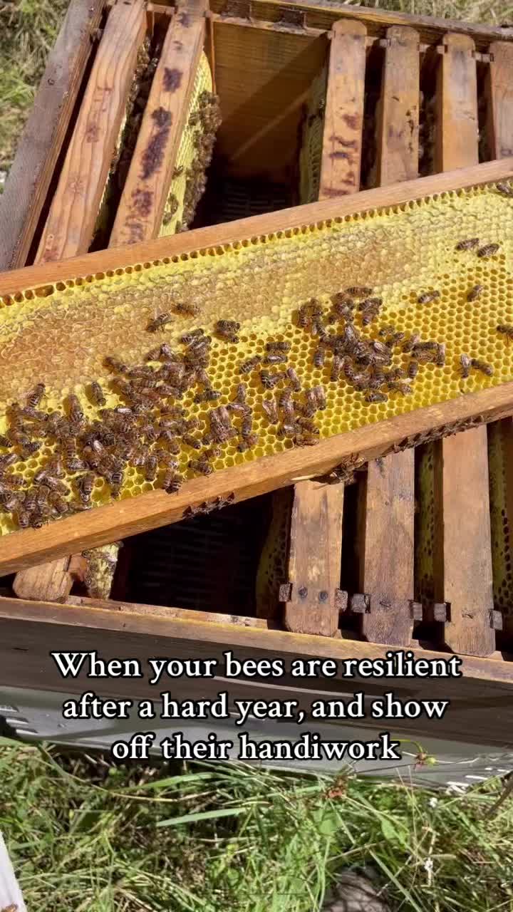 @queenandcolony