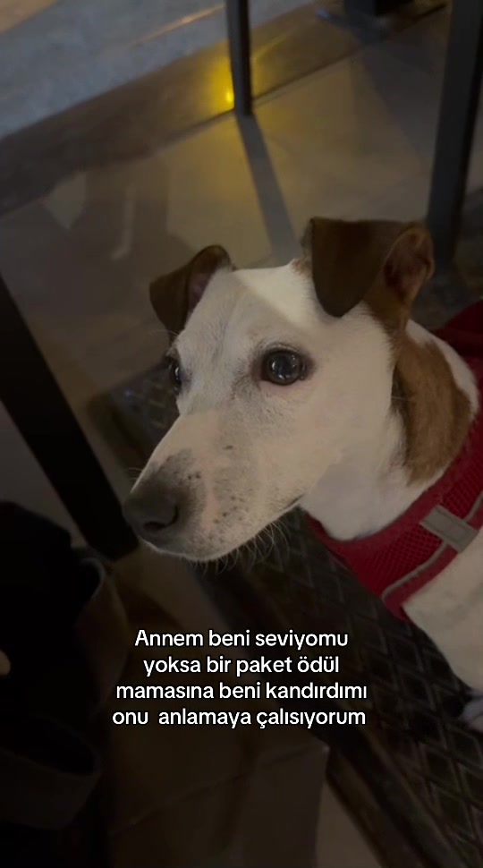 @bidkmavii
