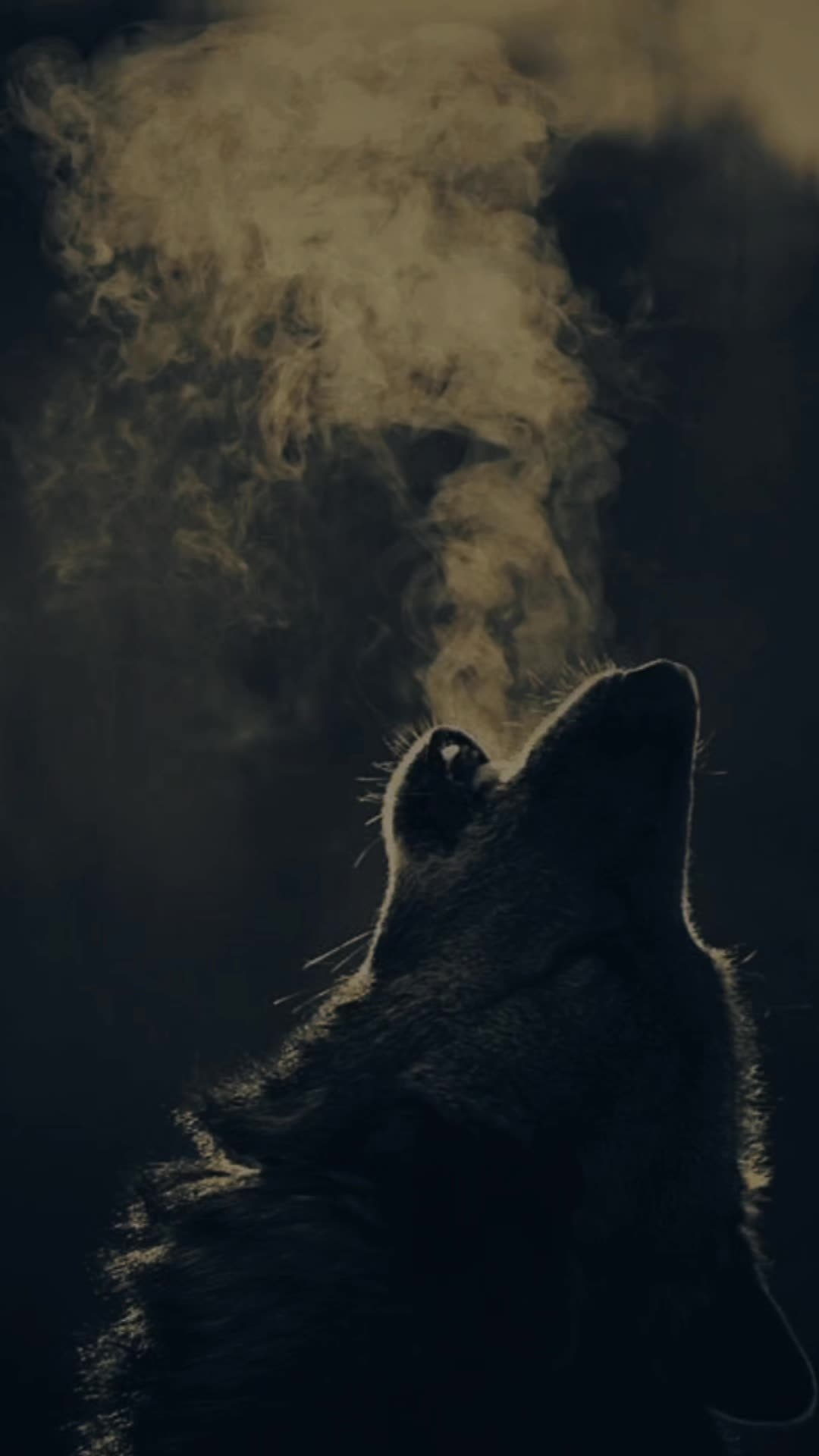 @NightWolf