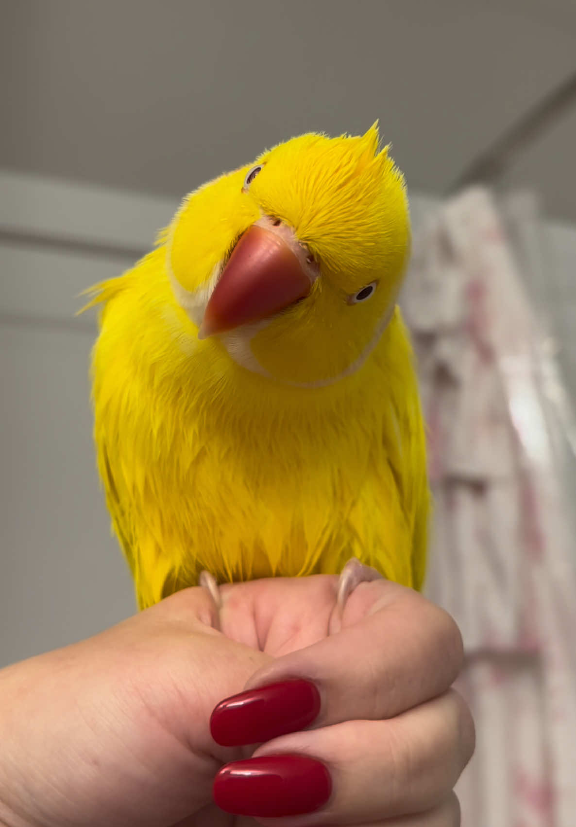 @TWINKIE 🐥