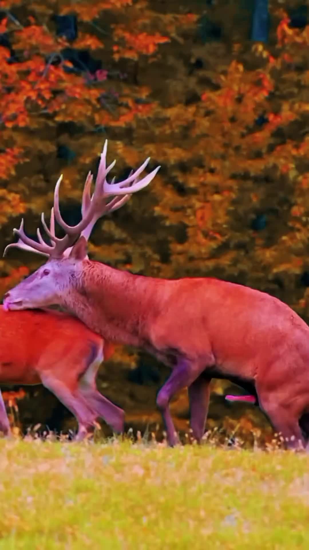 @Bull Elk Nation