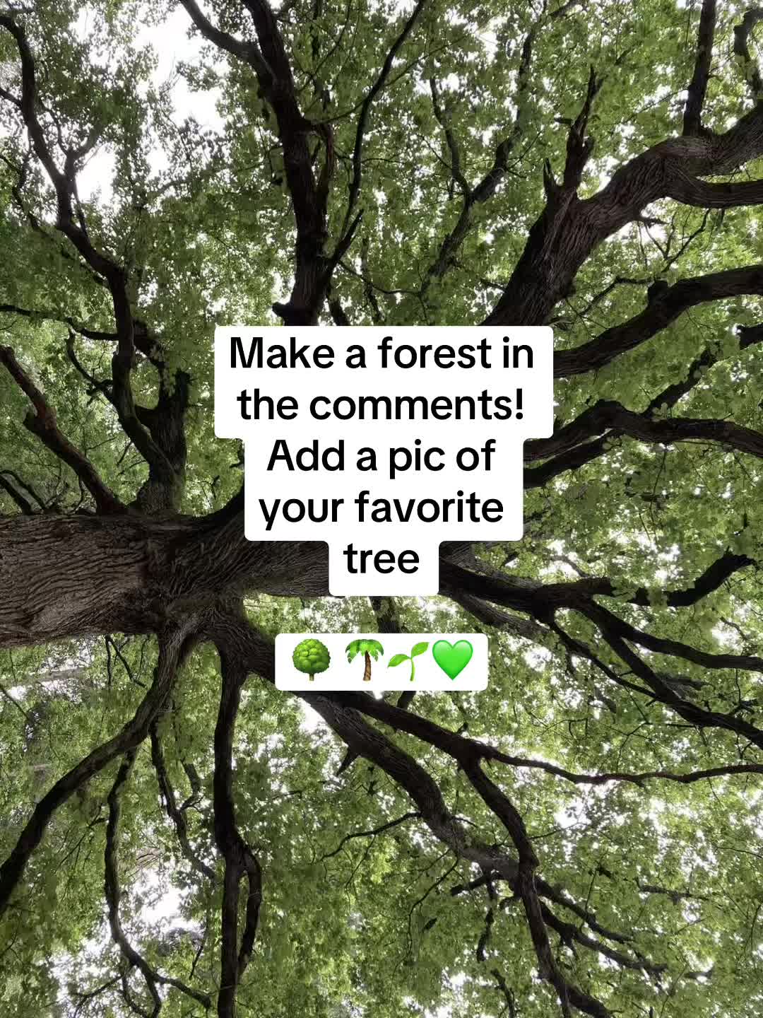 @amaliaplantstrees