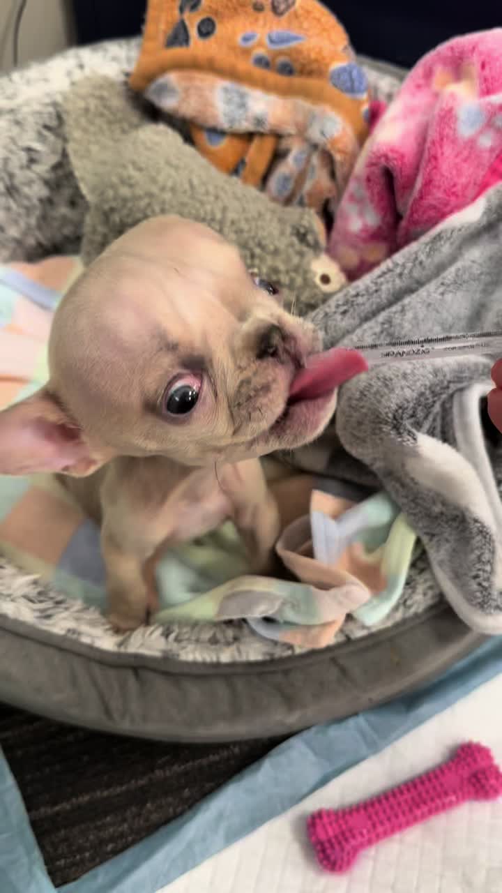 @Cleft Rescue Unit