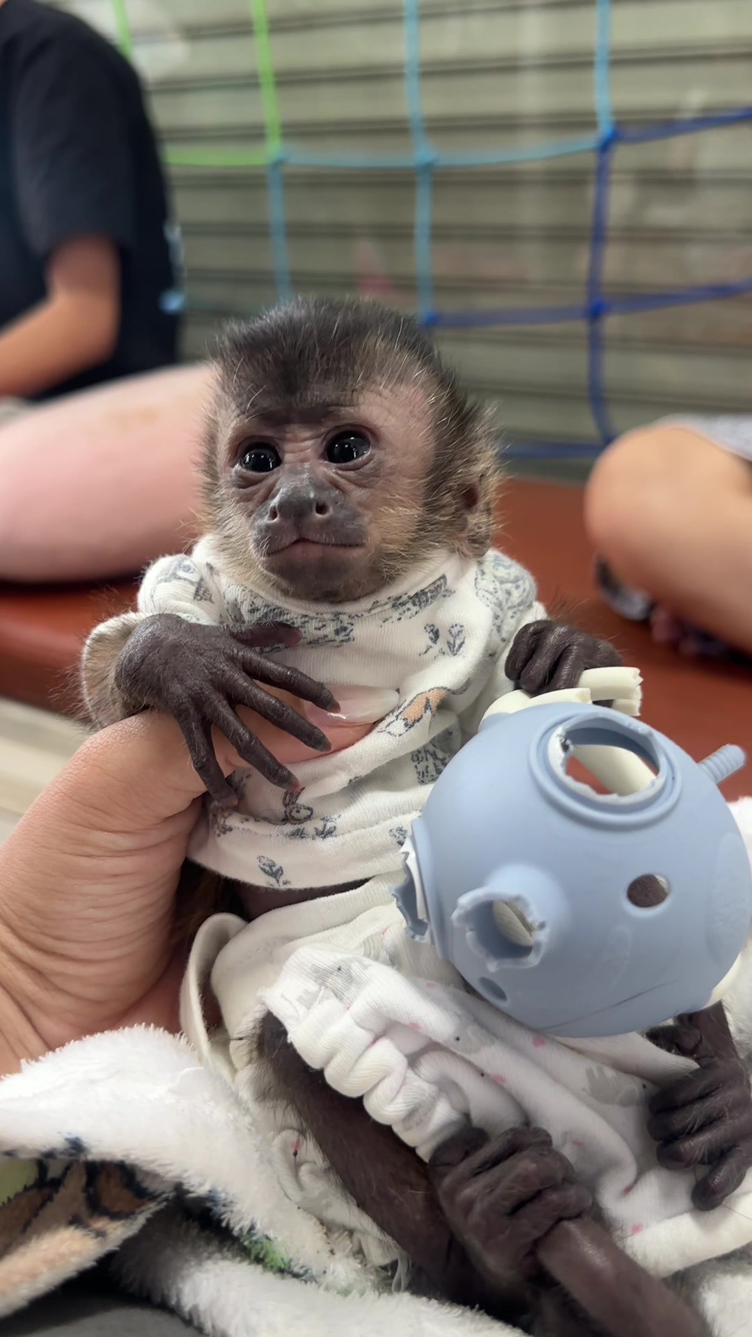 @Gutjang Capuchin