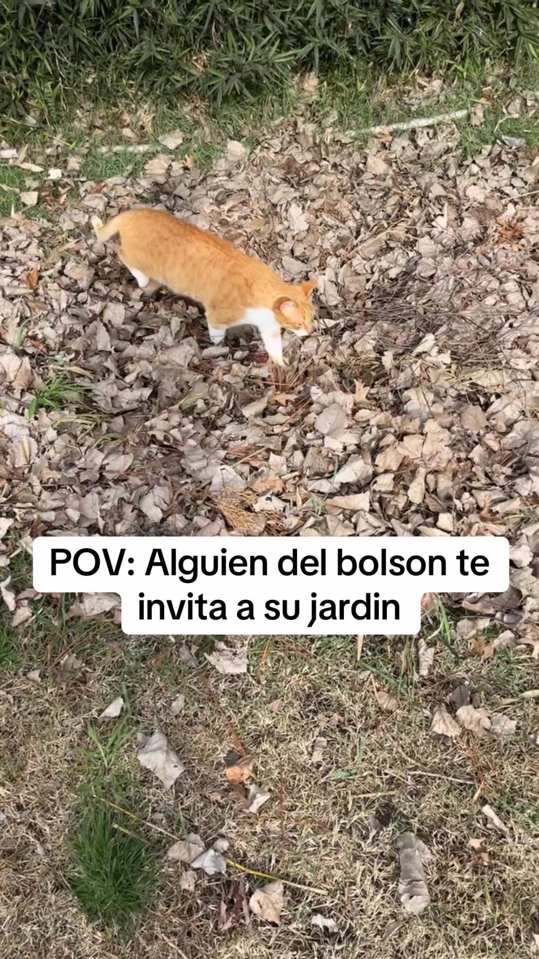 @el.y.mitador