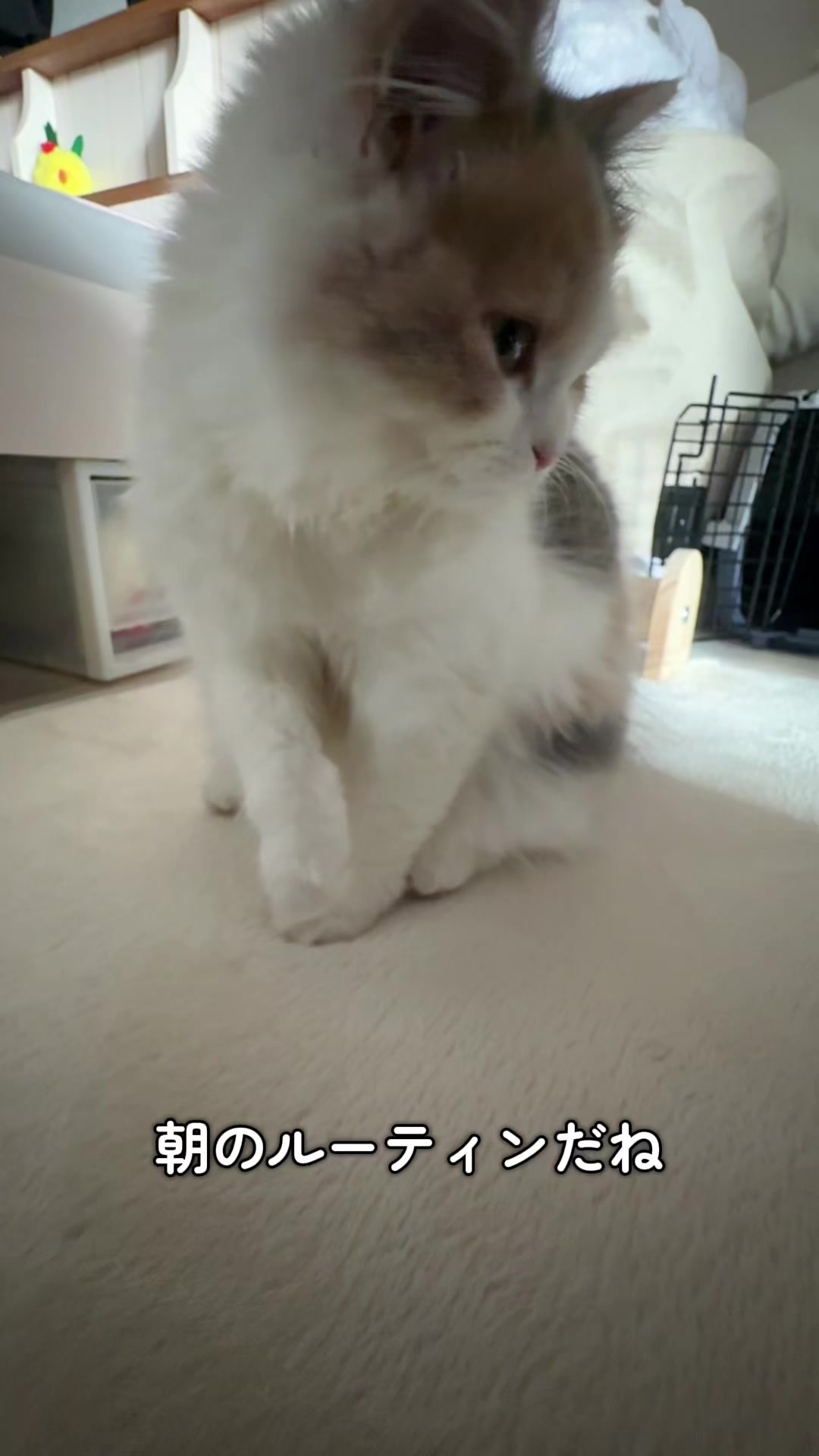 @ねこ日記