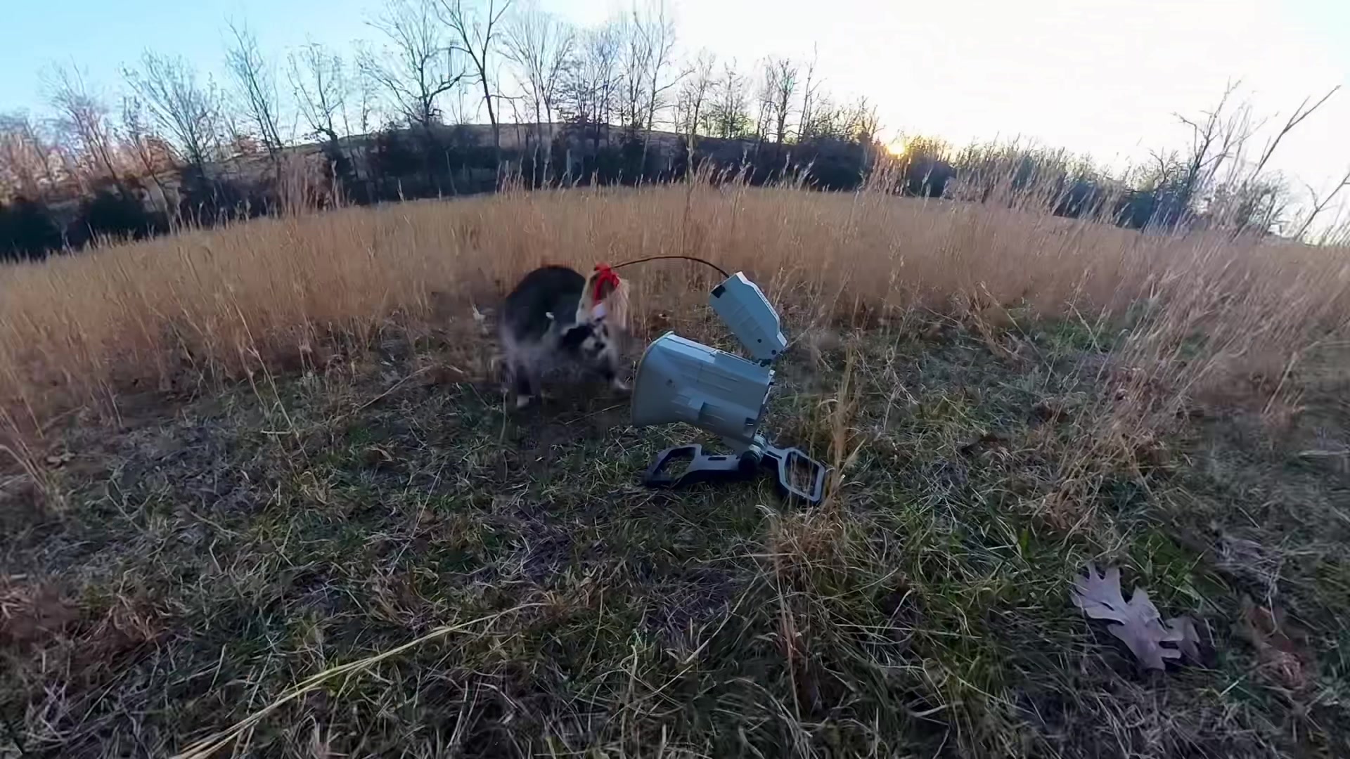 @FOXPRO Game Calls