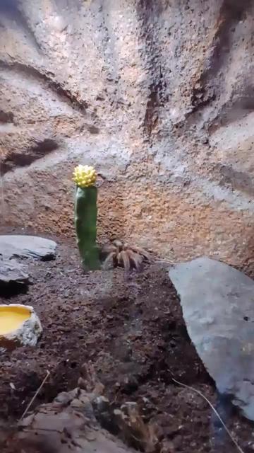 @Jiuli.c.c.🇵🇪🌼☘️🌼