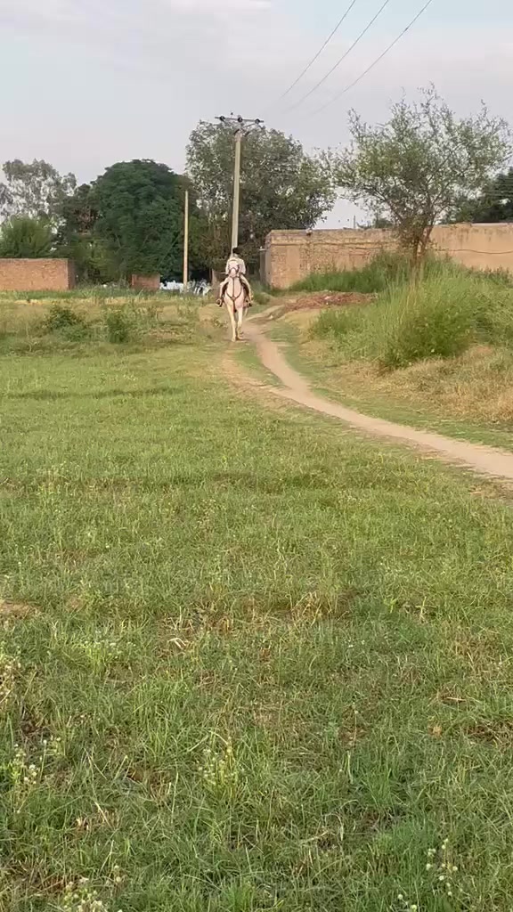 @Farasat Ali Ranjha Awan