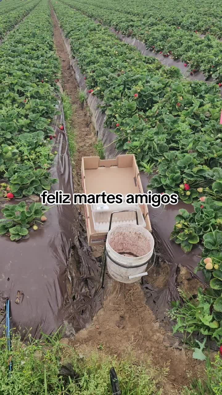 @🇲🇽🐦&zwj;⬛🪺VASQUEZ🚚🌪💎