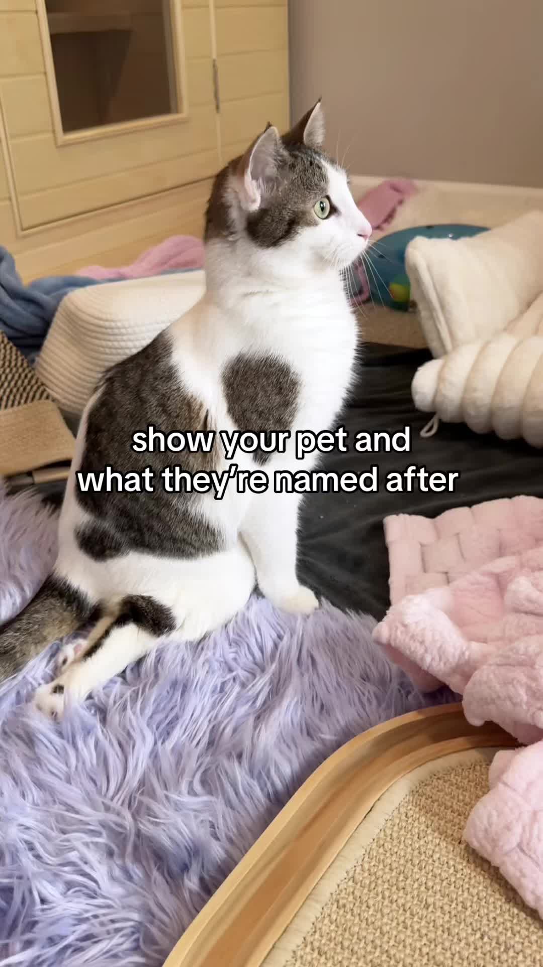 @Parcel the Paralyzed 😻
