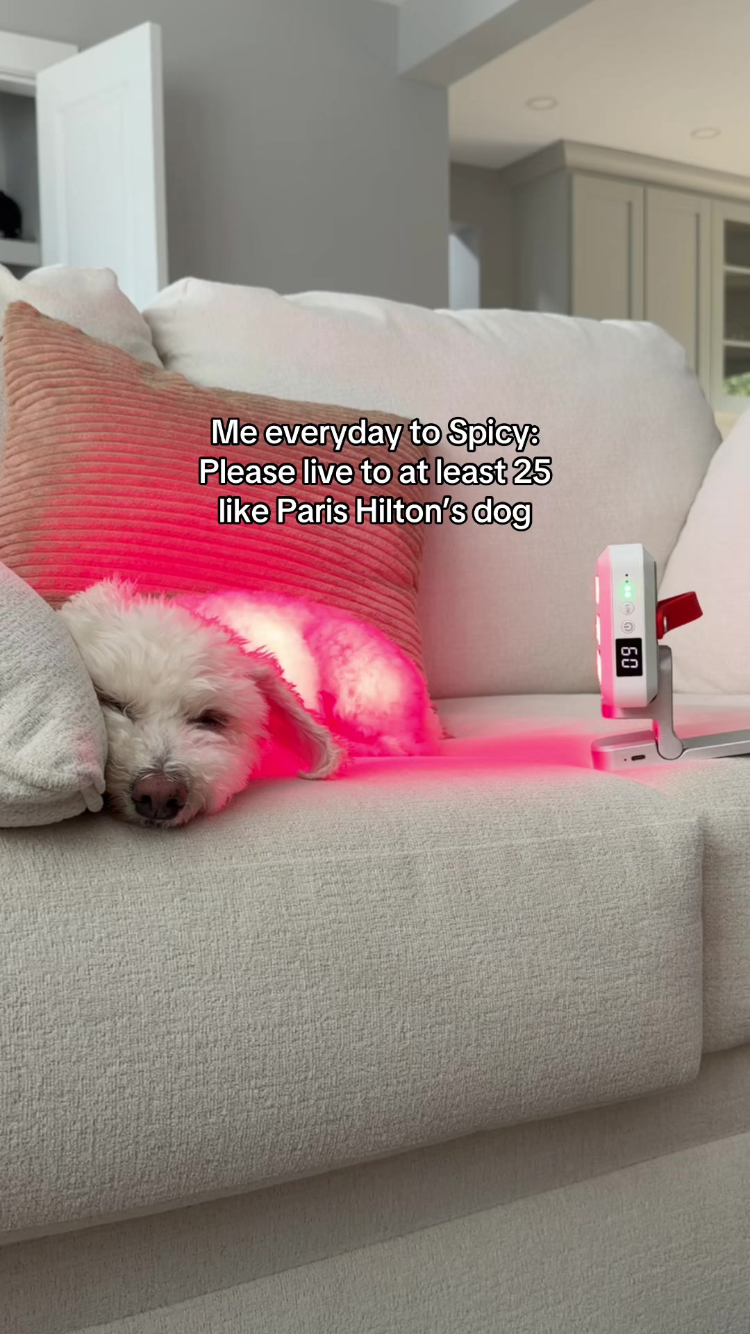 @Spicy The Dog