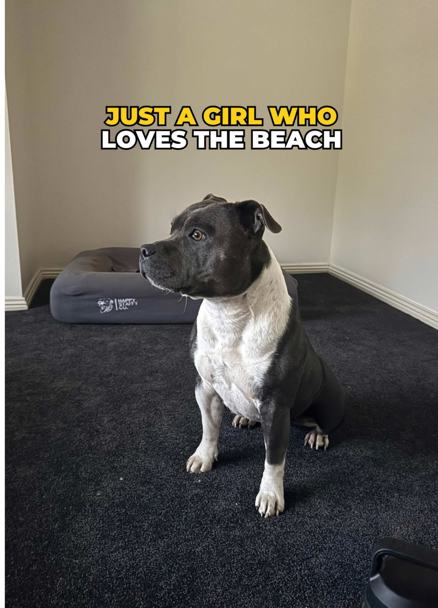 @Happy Staffy Co