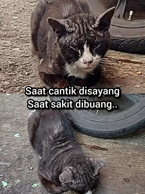 @Kucing Rumah Ronal
