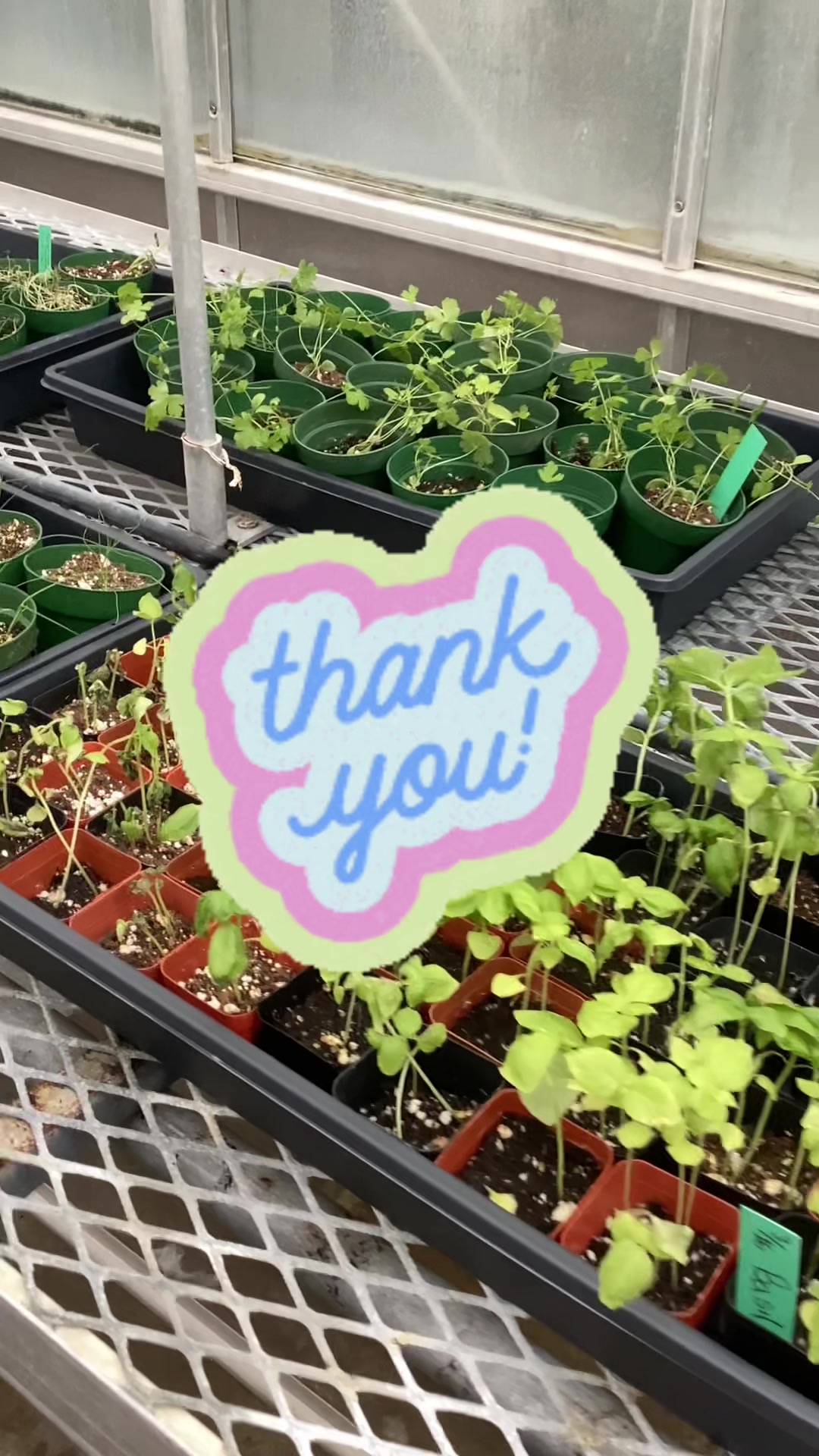 @bsu greenhouse