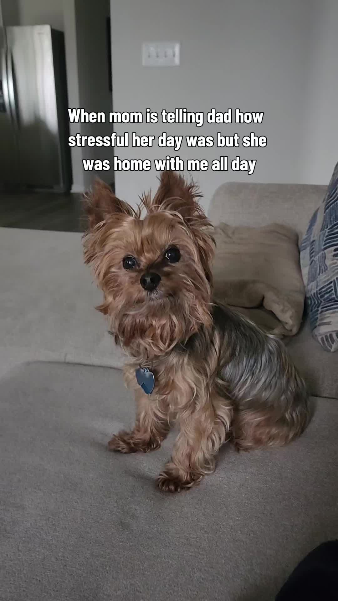 @Chase the Yorkie