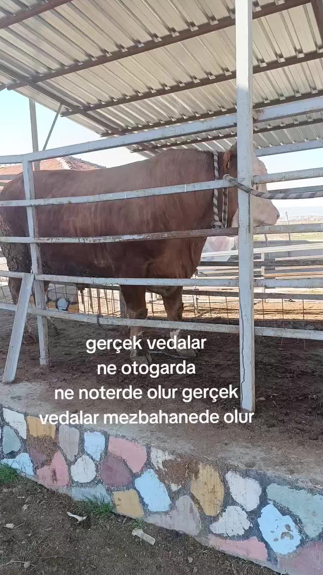 @simsek0666