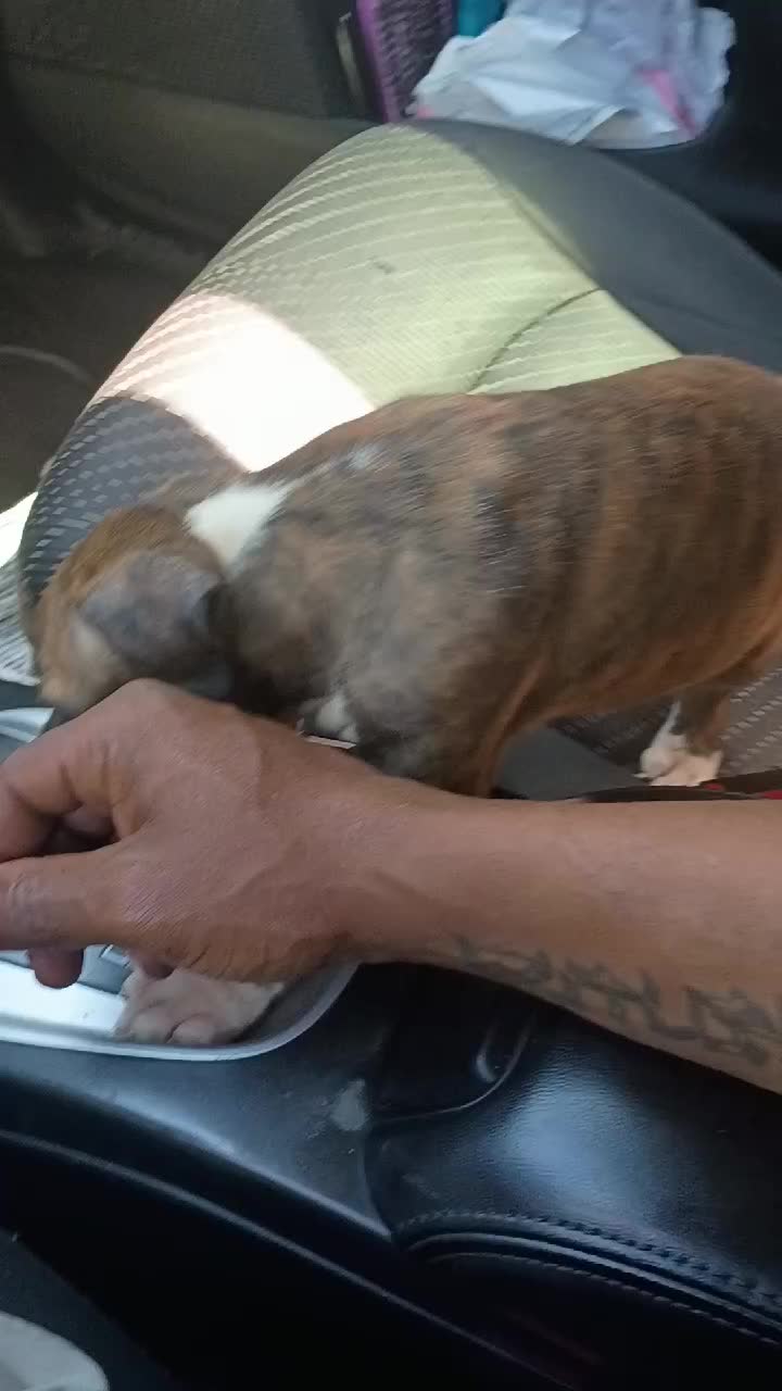@MR I WORK DOGS