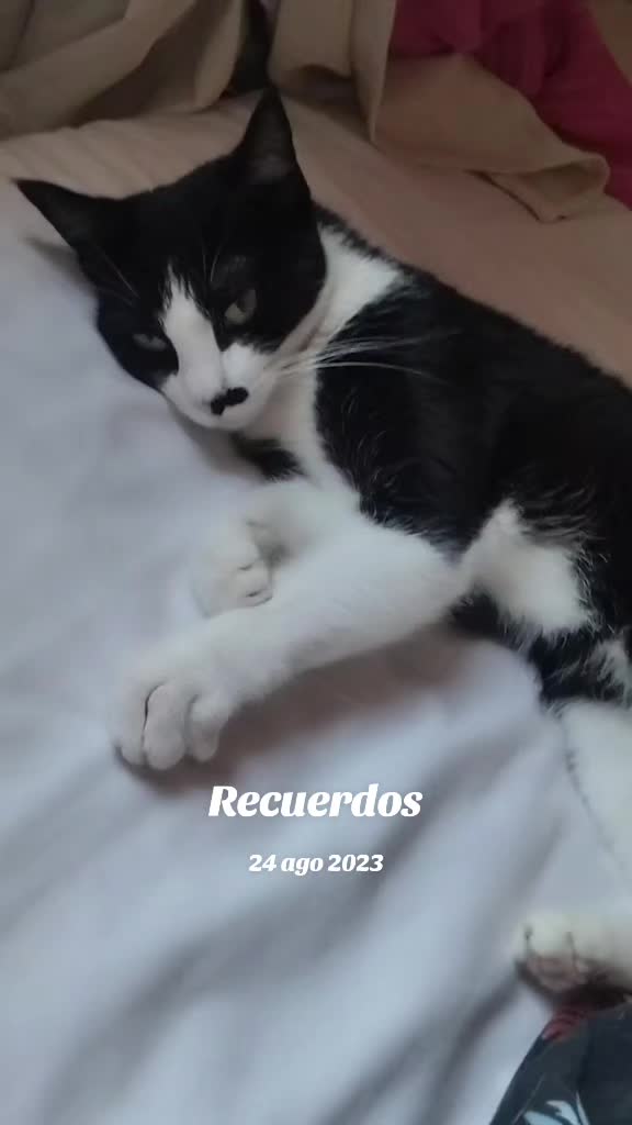 @Sra.Gato
