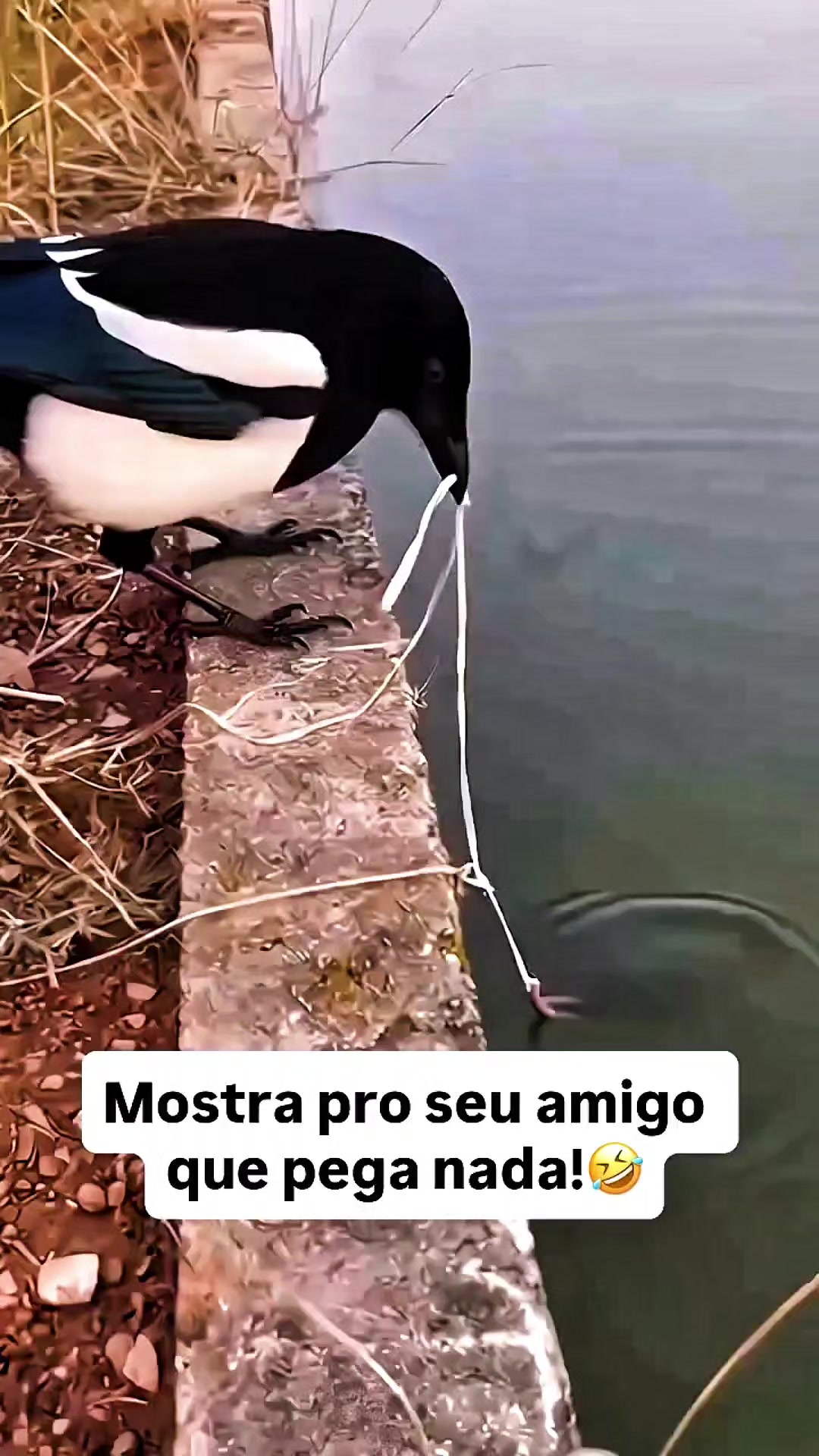@Caiaqueiro Serrano