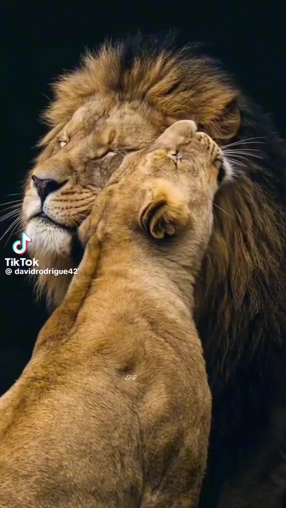 @Cʜᴀᴍᴘɪᴏɴ 🖤