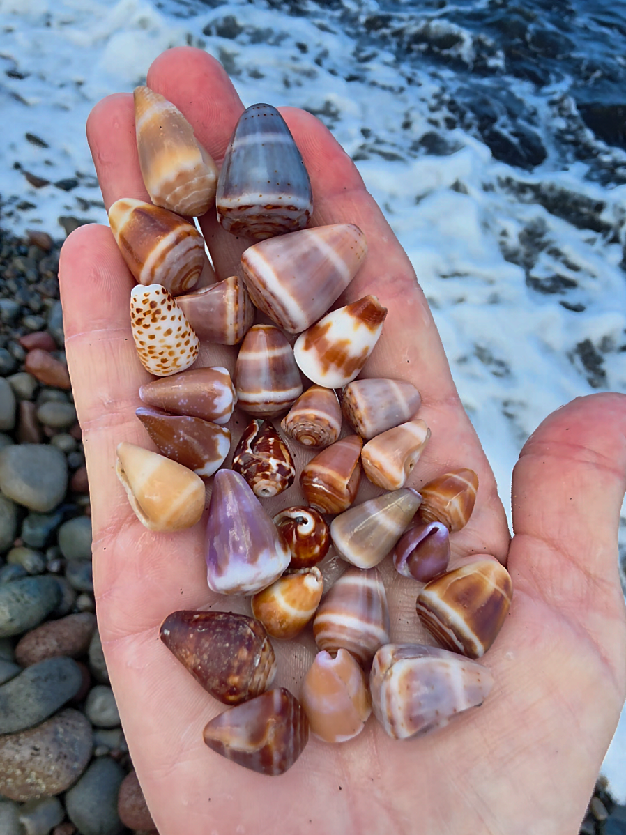 @Noe 🐚 Shells