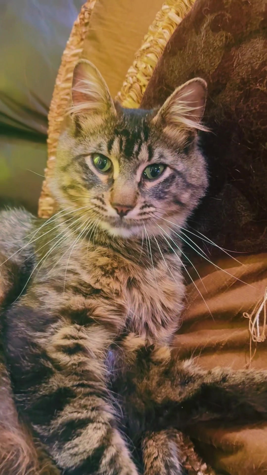 @pantherthecat_28