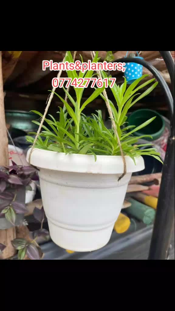 @Plants&PlantersbyChefJ (AJE)