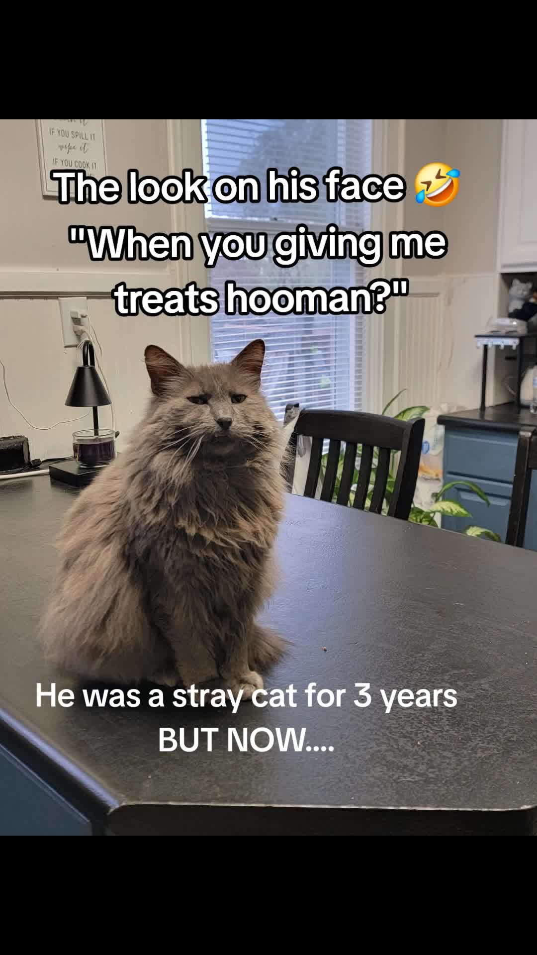 @CatCraze