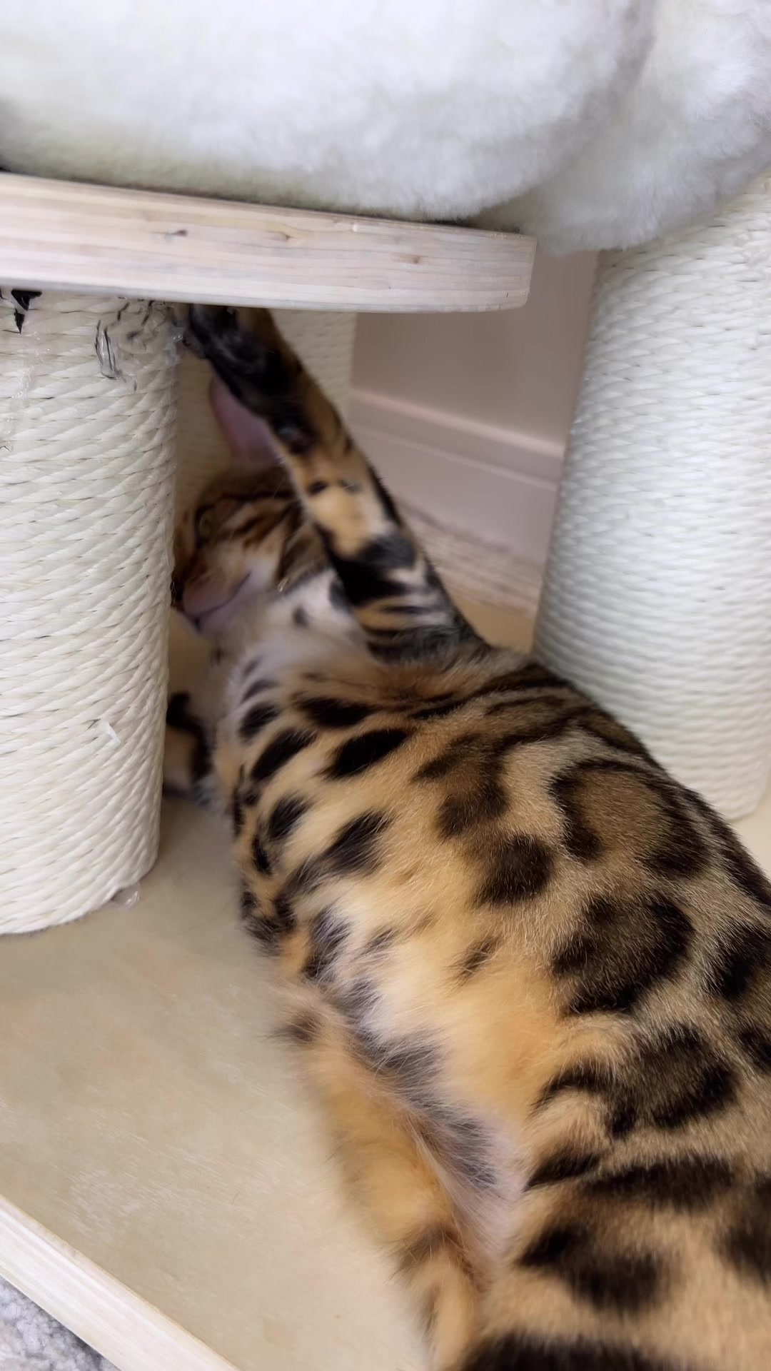 @kittens_uz