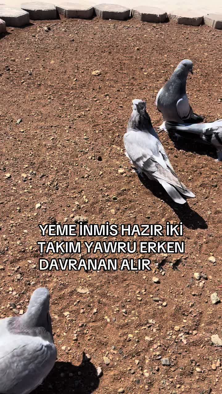 @47 argeş