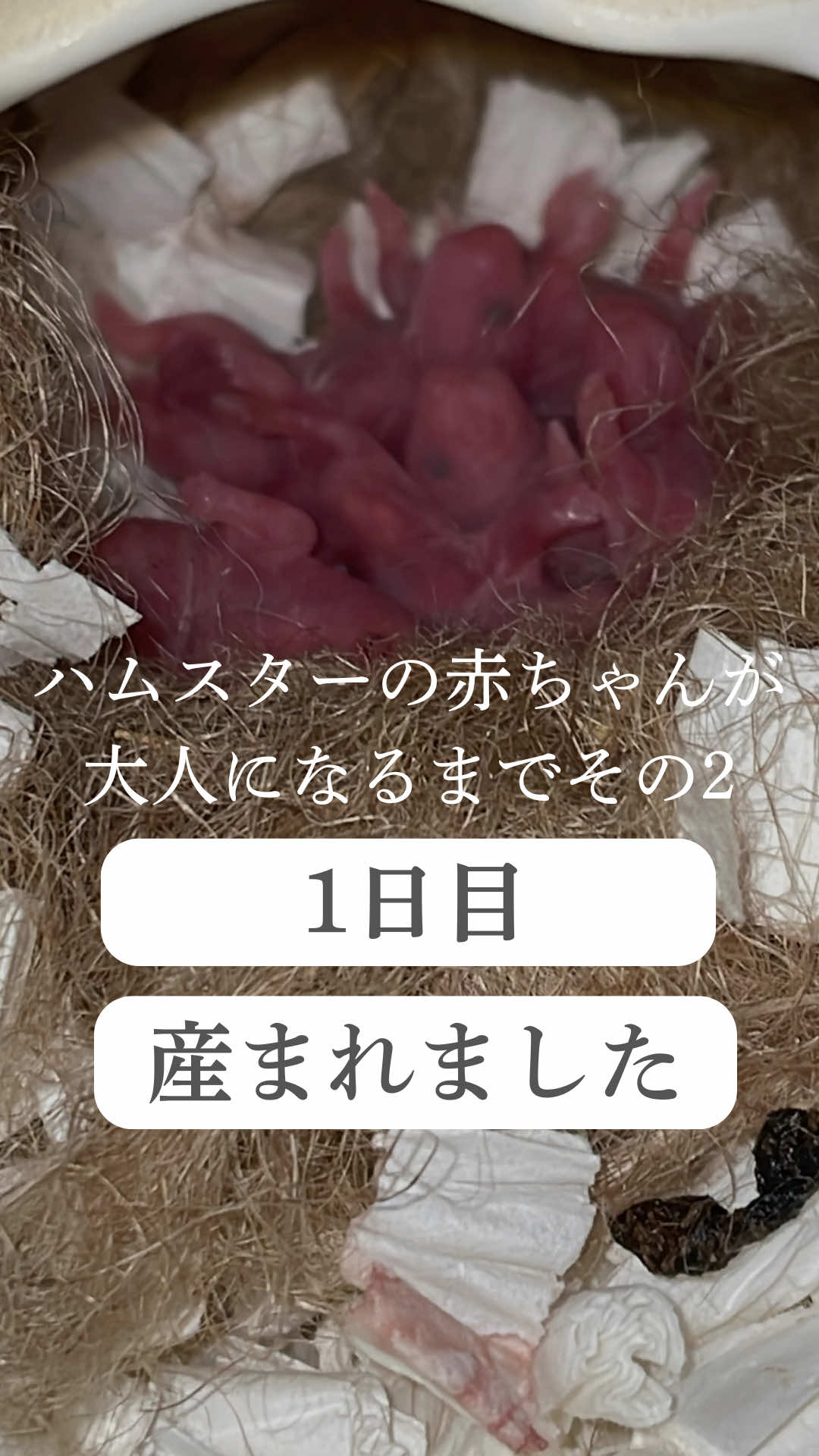 @はむはむパーク