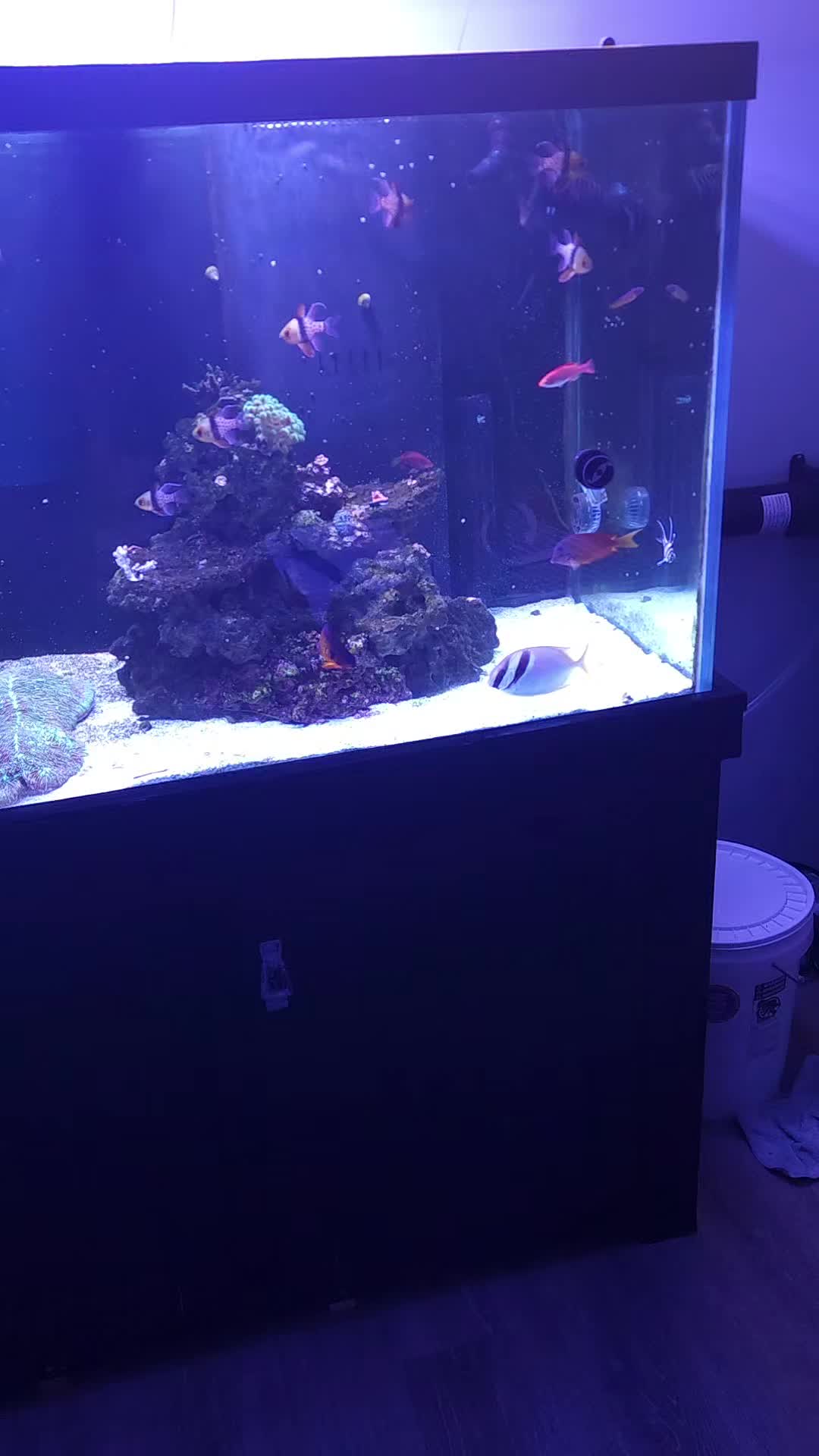 @Mike's Reef Tank