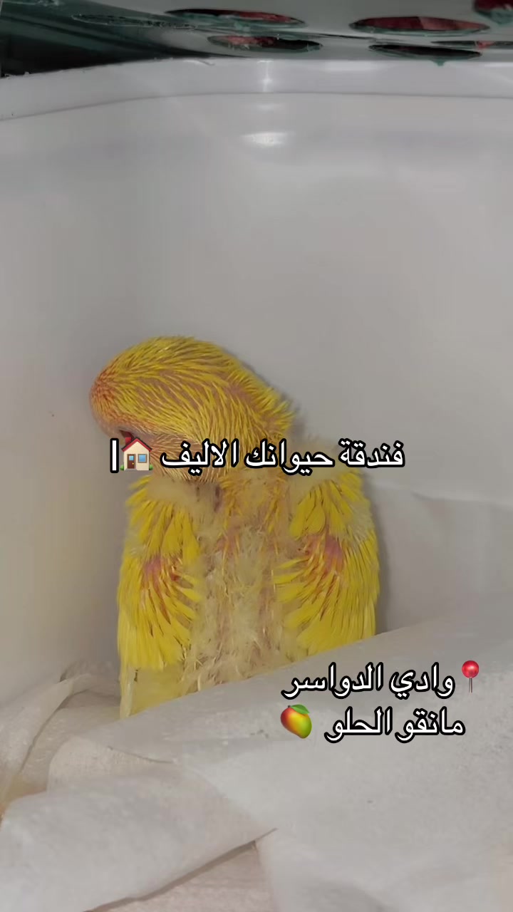@فندقة وادي الدواسر | طيور وقطط