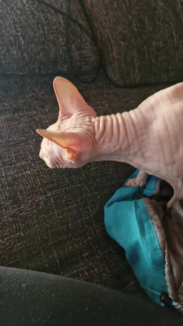 @fifillemichou54