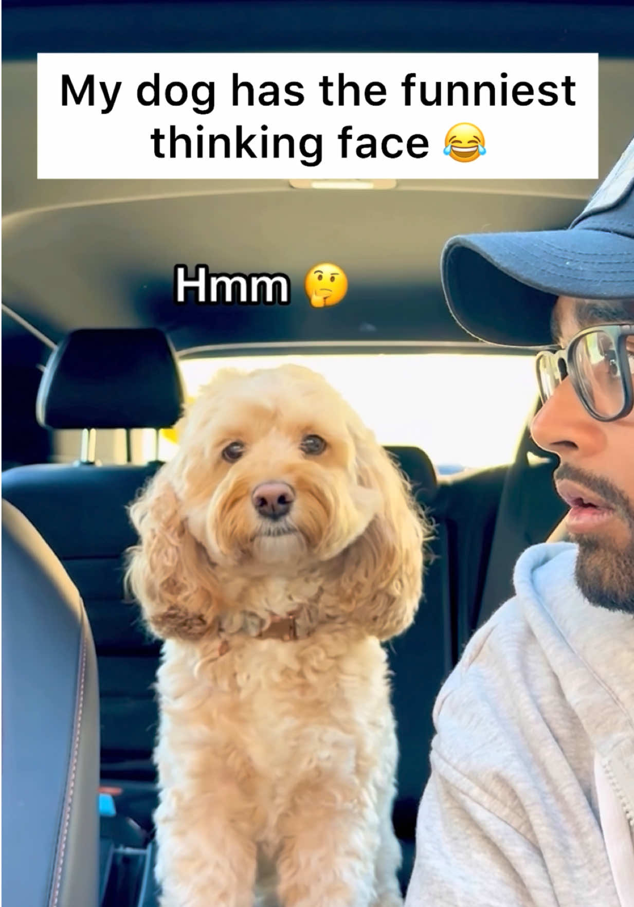 @LunaTheMiniCockapoo