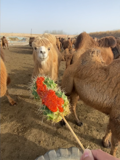 @Gislason Camel