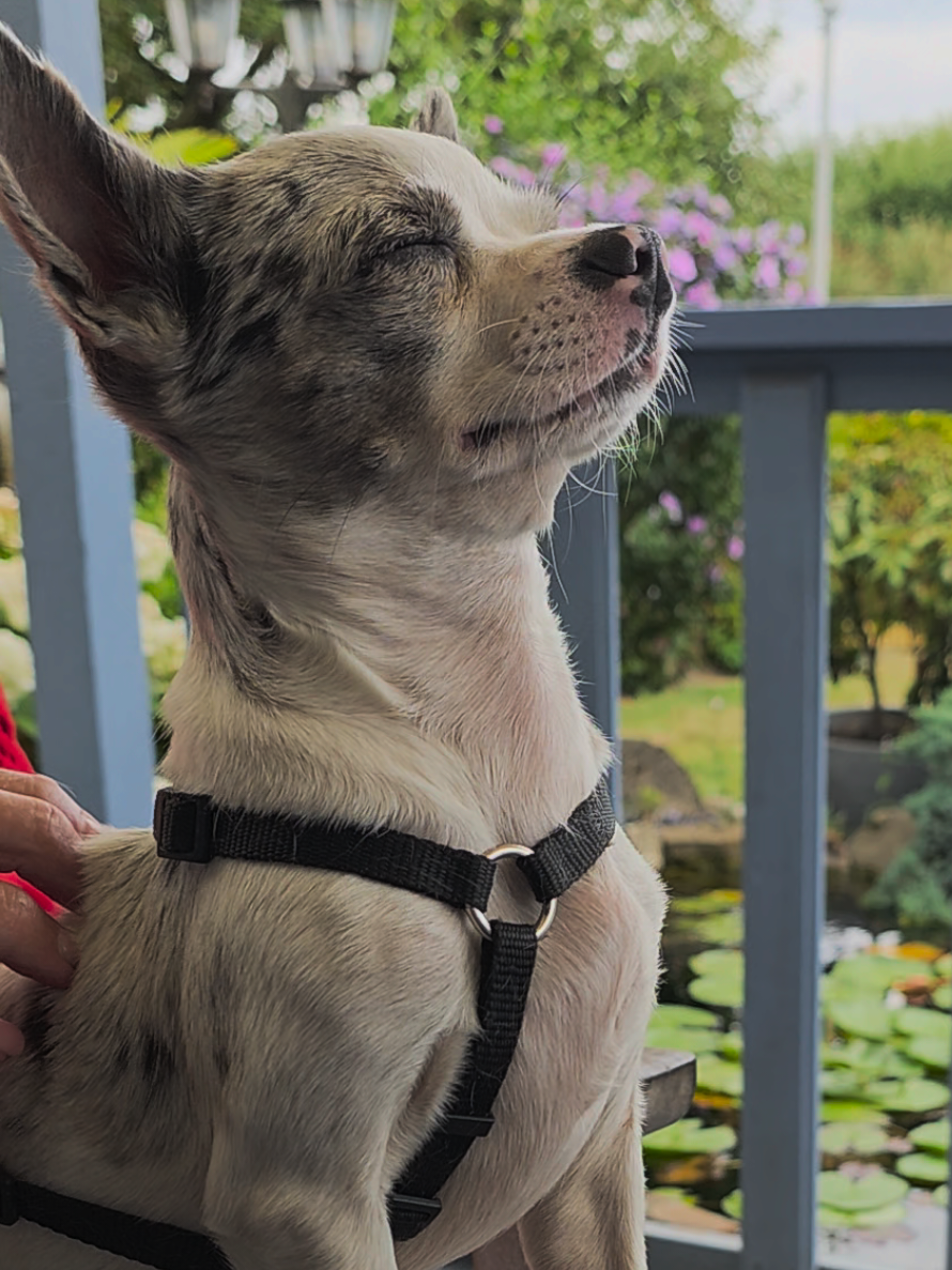 @Jerry_Coby_Chihuahua