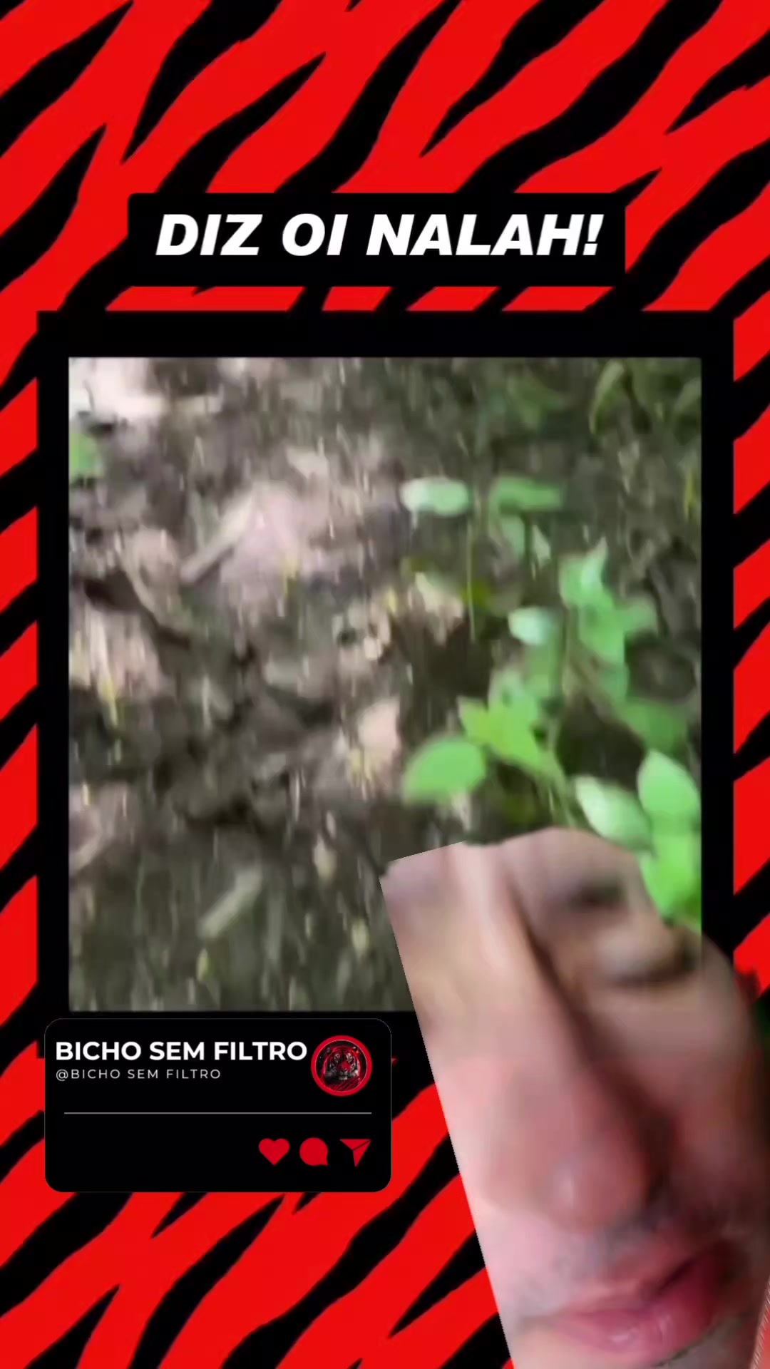 @Bicho sem Filtro