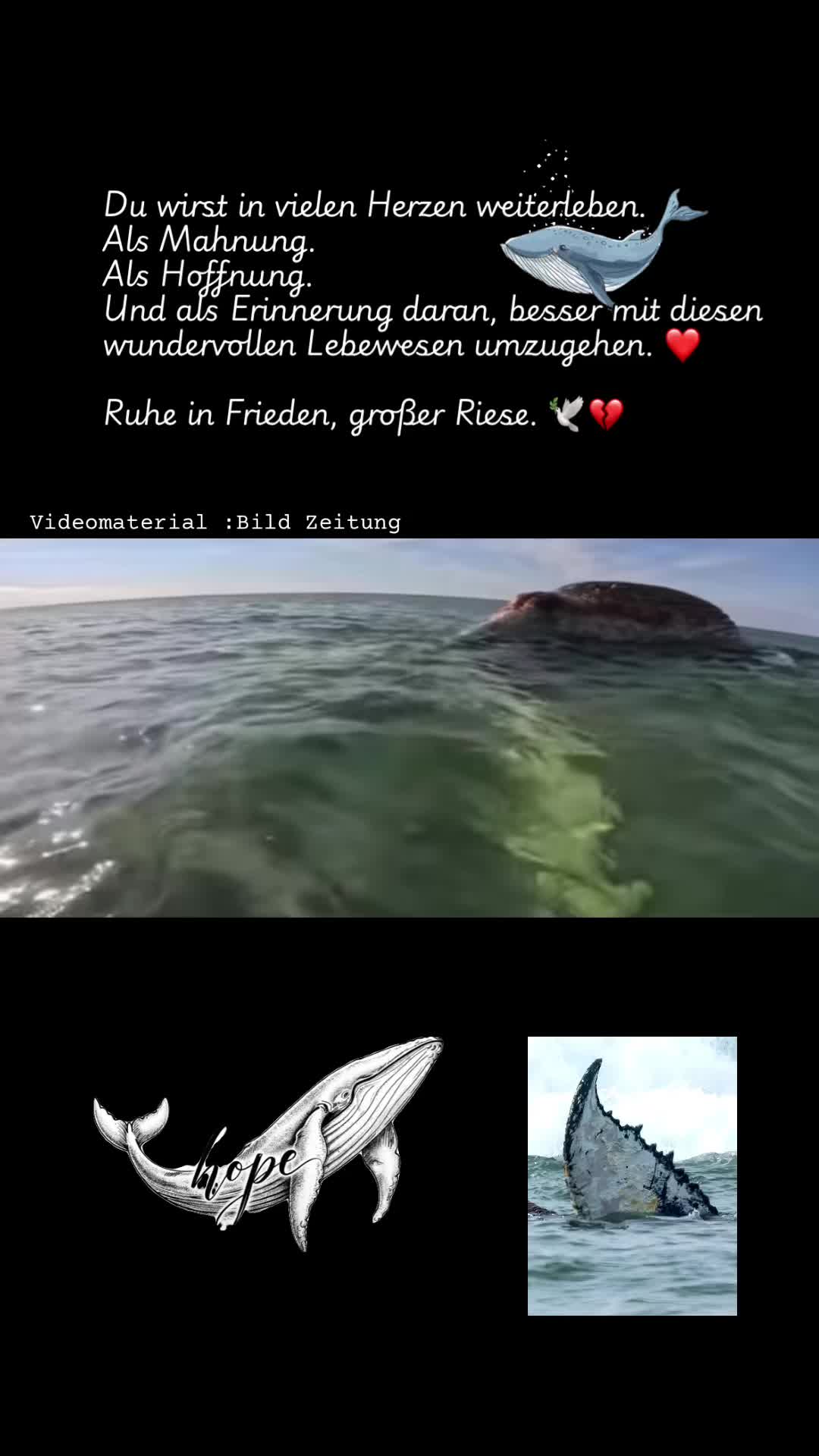 @𝑨𝒏𝒊 🐾 🇩🇪 🦅ᶜʳʸᵖᵉ