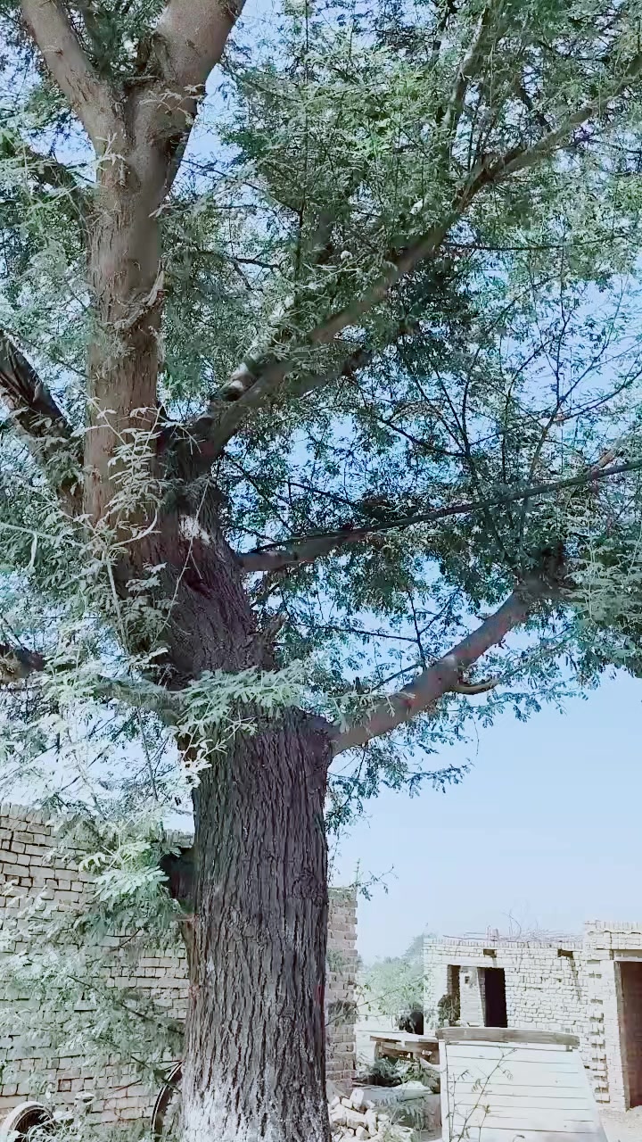 @★彡[ꜰɪʟᴍ ꜱᴛᴀʀ ɴᴀɪɴ ꜱʜᴇʜᴢᴀᴅɪ]彡★