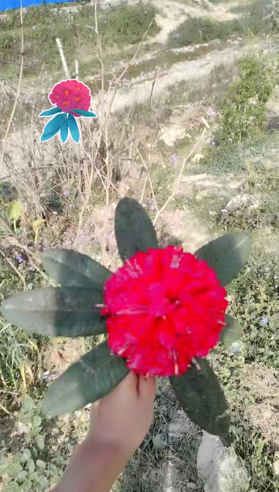 @Ambika Bhat
