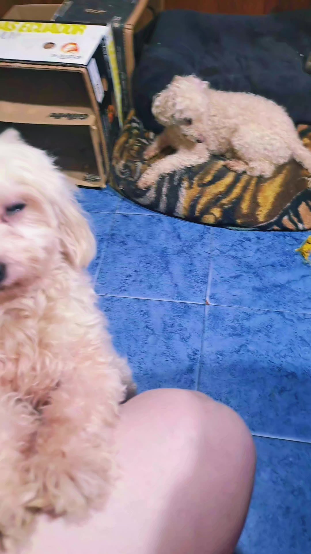 @LYLYANA🐶🐈⬛💞