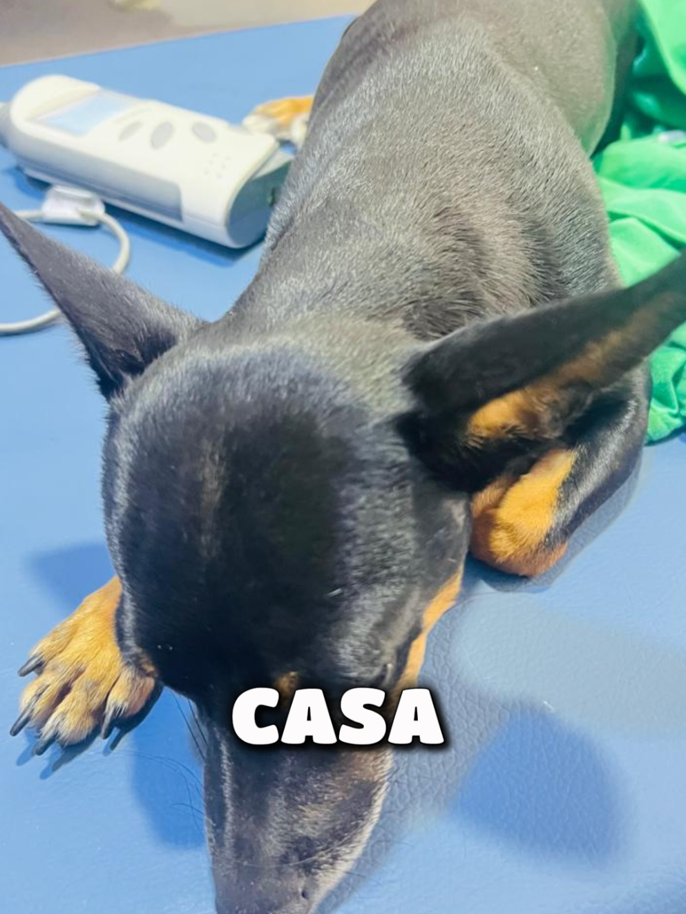 @Pasión Animal Tv