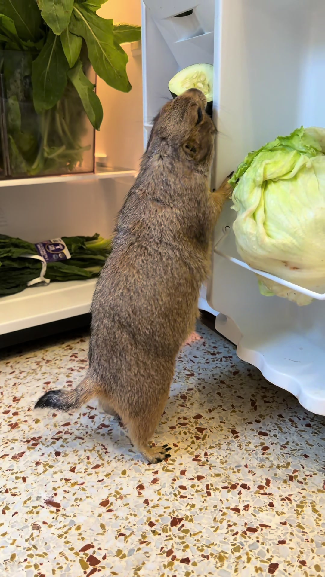 @Poppy the Prairie Dog
