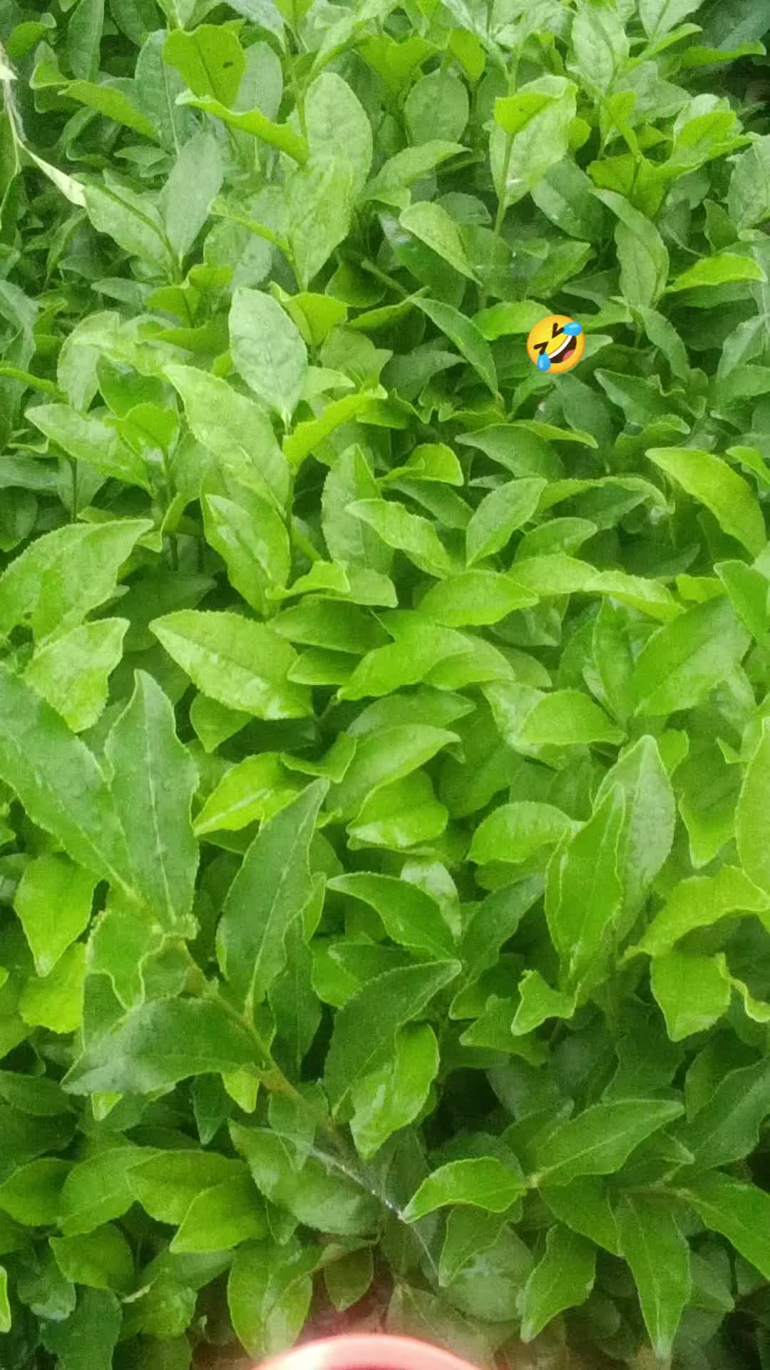 @قاضی