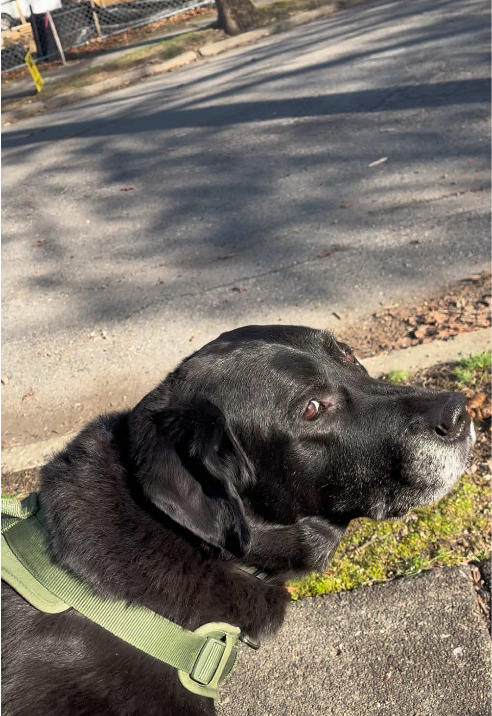 @rubenblacklab