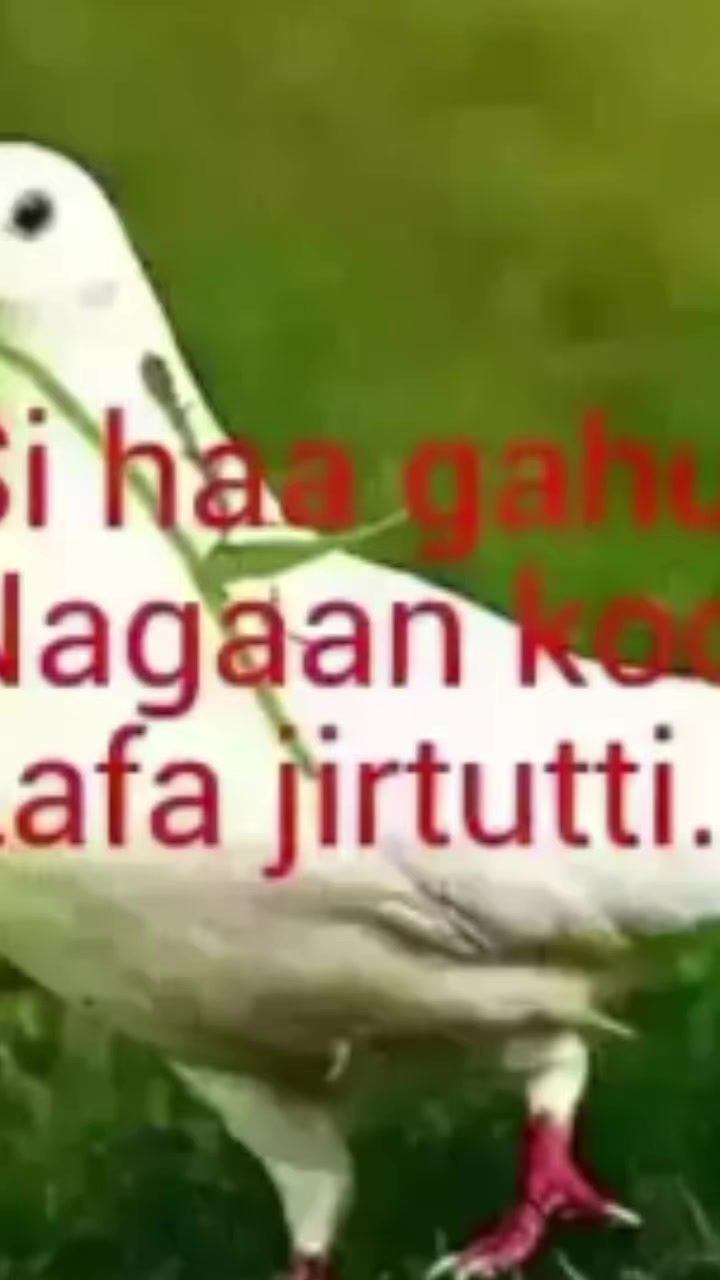@na tahera
